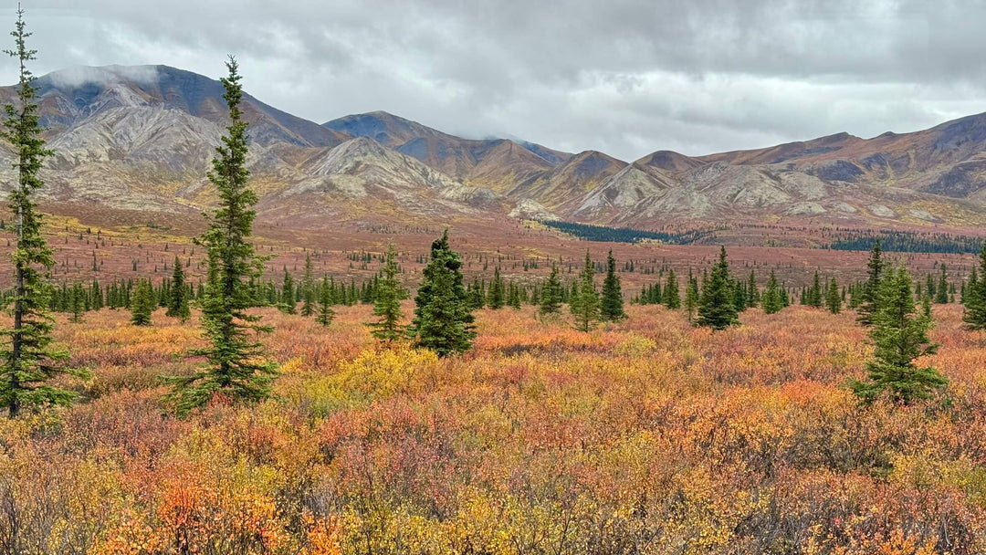 My Alaskan Escape